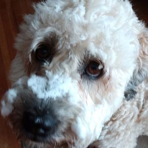 Meet your Posher, Peggy